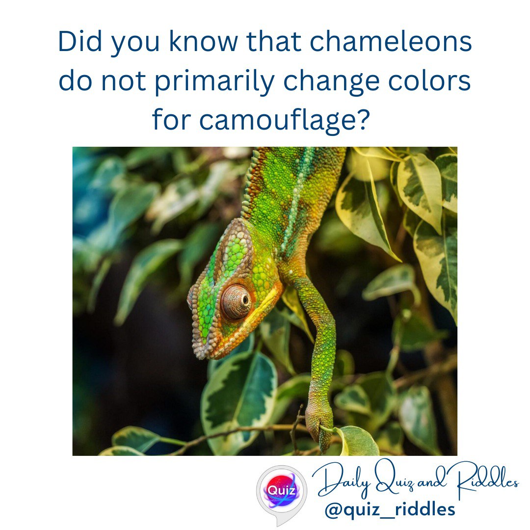 The Chameleon Color Conundrum: Beyond Camouflage - Daily Quiz and Riddles